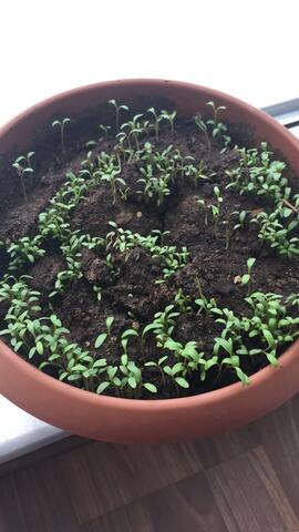 MY SEEDS ARE GROWİNG