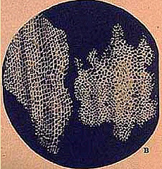 Primer dibujo de célula