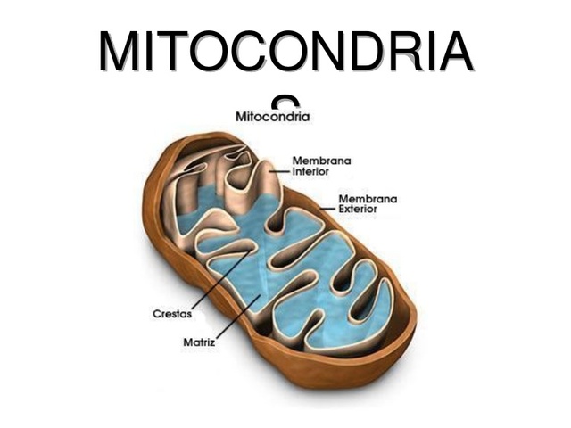 Mitocondrias