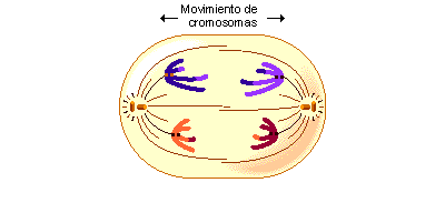 Disposición de los cromosomas