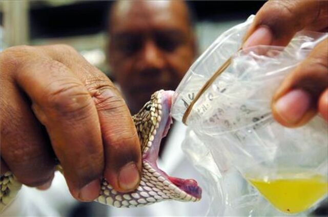 Budistas indios ingerían veneno de serpientes con el fin de ser inmune a sus efectos