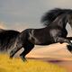Black horse running