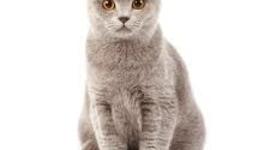 Timeline: Карта продвижения по проекту