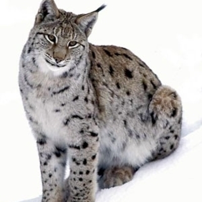 Timeline: Карта продвижения по проекту