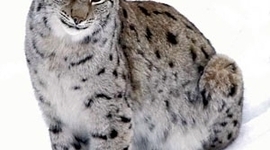 Timeline: Карта продвижения по проекту