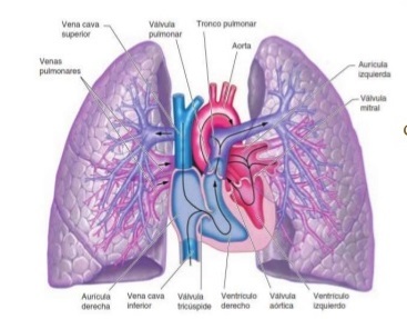 DESCRIPCIÓN DEL SISTEMA CIRCULATIRIO PULMANAR