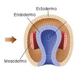 GASTRULACIÓ (DIA 17)