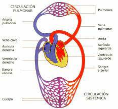 Descripción del sistema circulatorio pulmonar