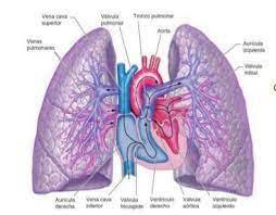 DESCRIPCIÓN DEL SISTEMA CIRCULATIRIO PULMANAR.
