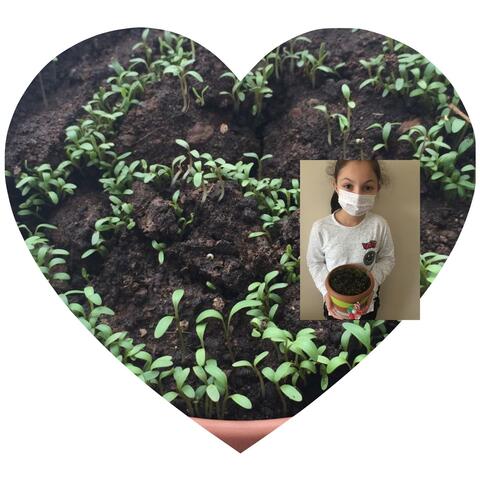 Update for my peppergrass :)