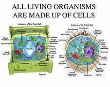 Jakob Schleiden concludes that cells make up every structural element of a living thing.