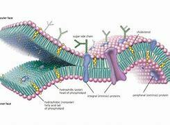 The basic constituents of the cell are considered.