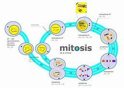 Mitosis is named and discovered