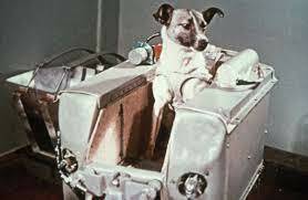 First animal in space by USSR (Laika the dog)