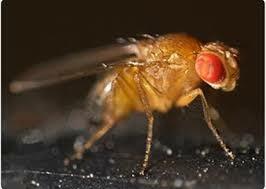 First animal in space by USA (fruit flies)