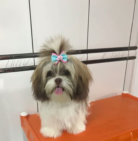 Nossa primeira cachorrinha, Jully!