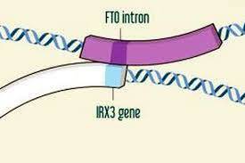 Identificación del gen FTO