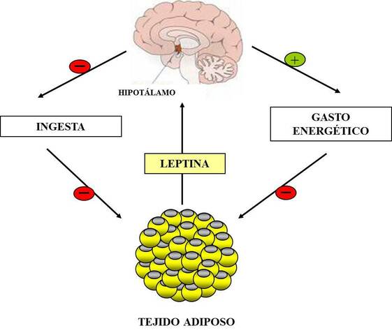 Genes relacionados con la obesidad