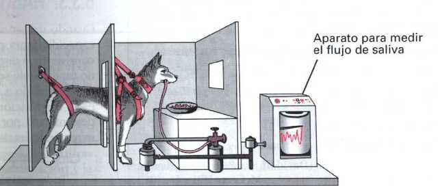 1888-1897 Iván Pavlov, experimento de condicionamiento clásico con perros