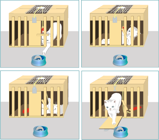 Thorndike, experimento conductual con gato “aprendizaje por ensayo y error”