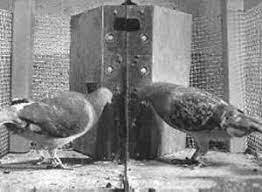 CONDUCTISMO  B. F. Skinner, experimento de ¨La superstición de las palomas¨