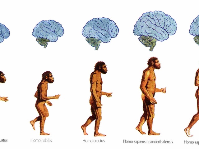 Surgimiento de Teoría Evolucionista