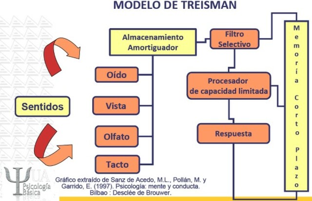 1960-1964 Anne Treisman, "Modelo Treisam"