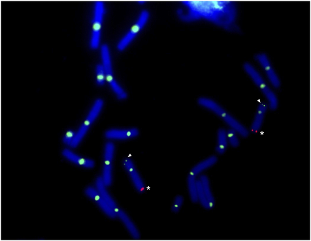Salamander Chromosome