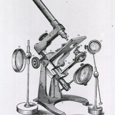 Timeline: The Origin Of The Cell Theory