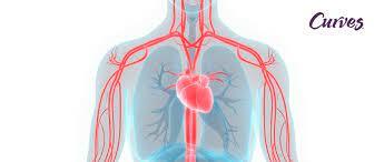 CIRCULACIÓN DE LA SANGRE