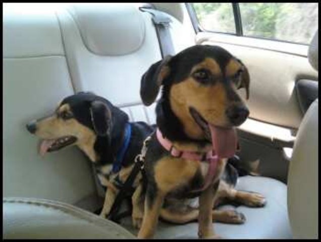 Scooter joins our family