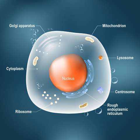 Who discovered the nucleus?