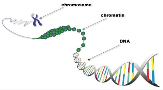 What is chromatin?