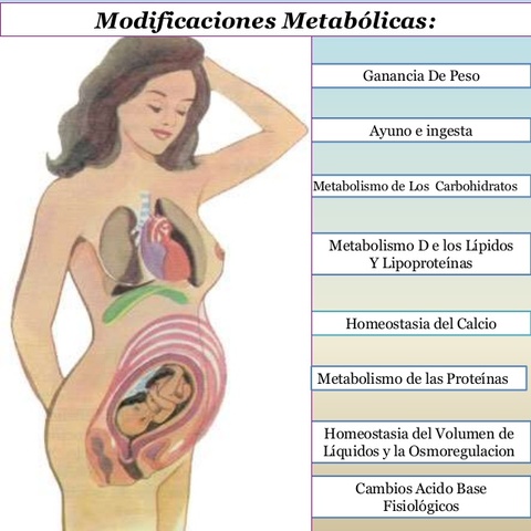 Fenotipo ahorrativo (Inicios del siglo XX)