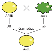 Las leyes de la herencia