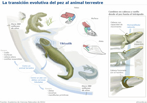 Origen de los vertebrados en terrestres