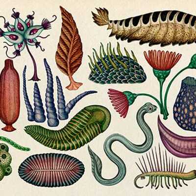 Timeline: La evolución