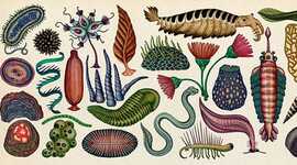 Timeline: La evolución