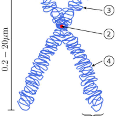 Timeline: Teoría cromosómica de la herencia