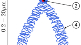 Timeline: Teoría cromosómica de la herencia