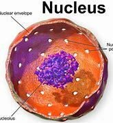 Animal and plant observance