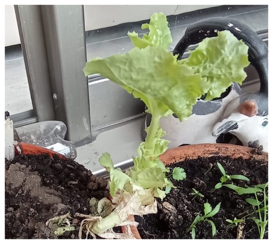 Lechuga #1 crece muy rápido