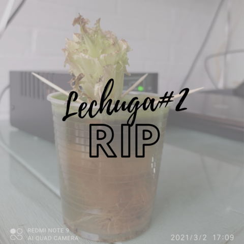 Lechuga #2 no lo logró