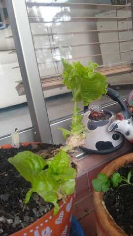 Lechuga #1 sigue creciendo