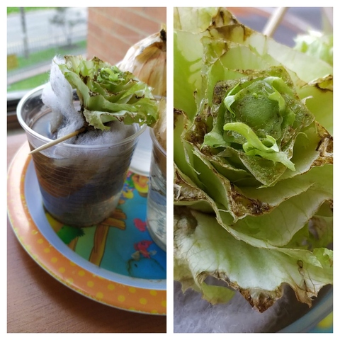 Lechuga #3 esta siguiendo el mismo camino de Lechuga #2