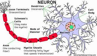 Neuron Theory
