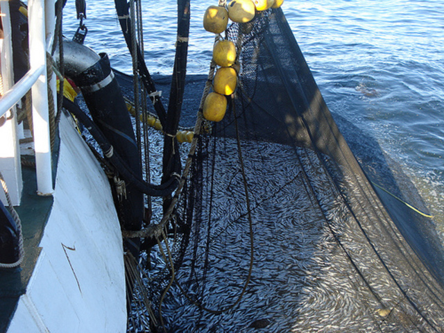 decaimiento de capturas