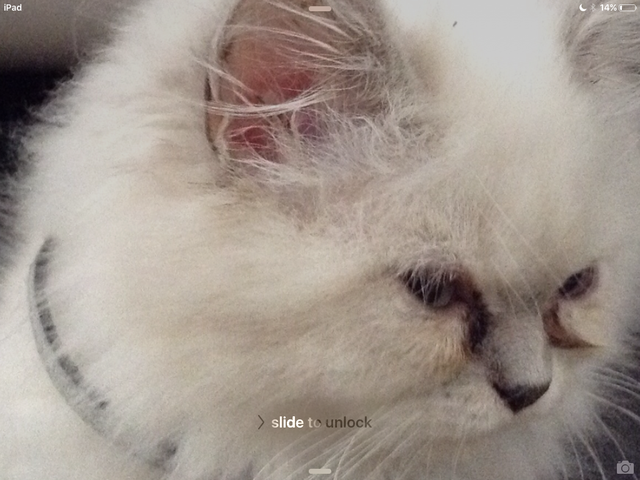 When my family got a cat