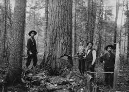 Essor du commerce du bois