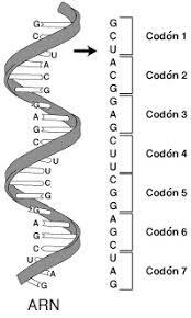 Marshal Nniemberg, Heinrich Mathaei y S. Ochoa decodifican el código genético